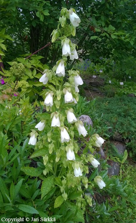 Symphyandra hoffmannii, balkaninkellokki